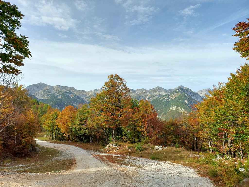 Vogel 25.jpg