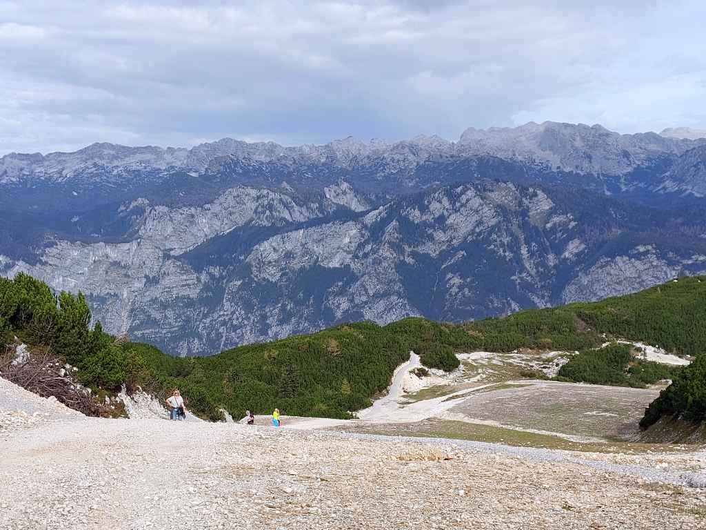 Vogel 53.jpg