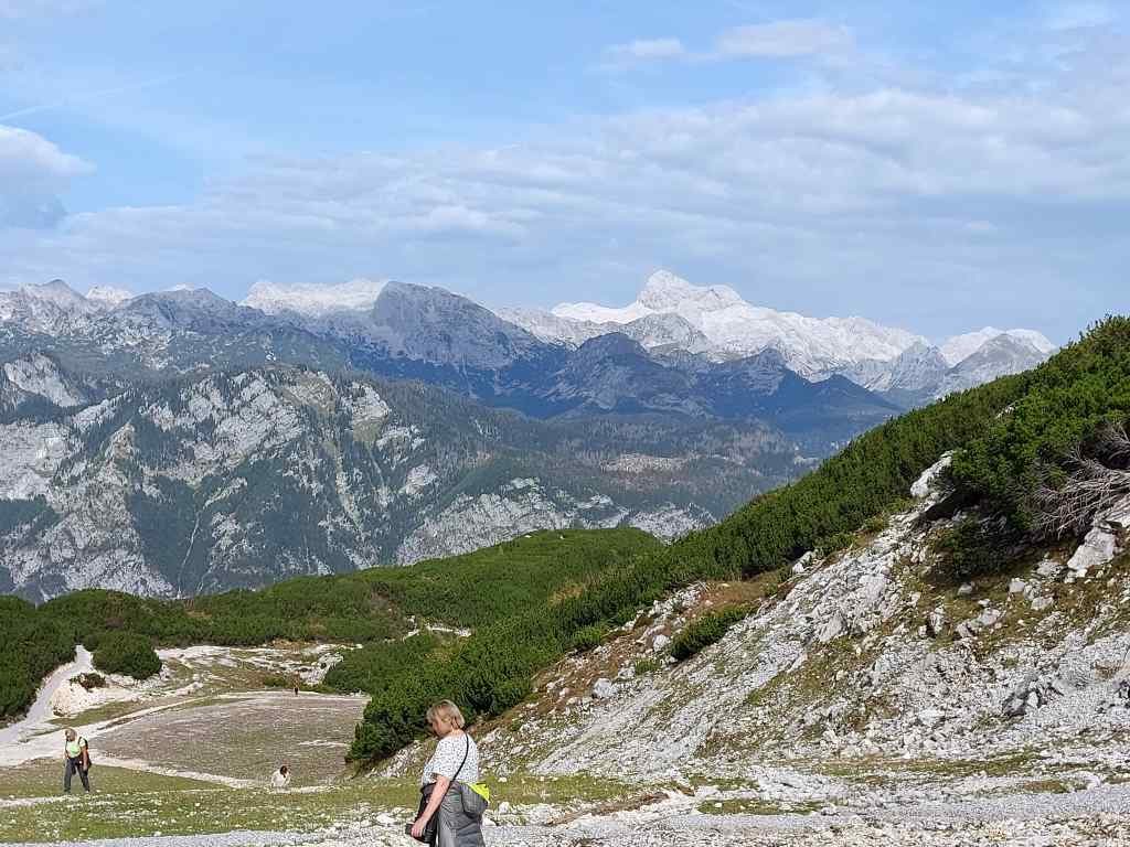Vogel 81.jpg