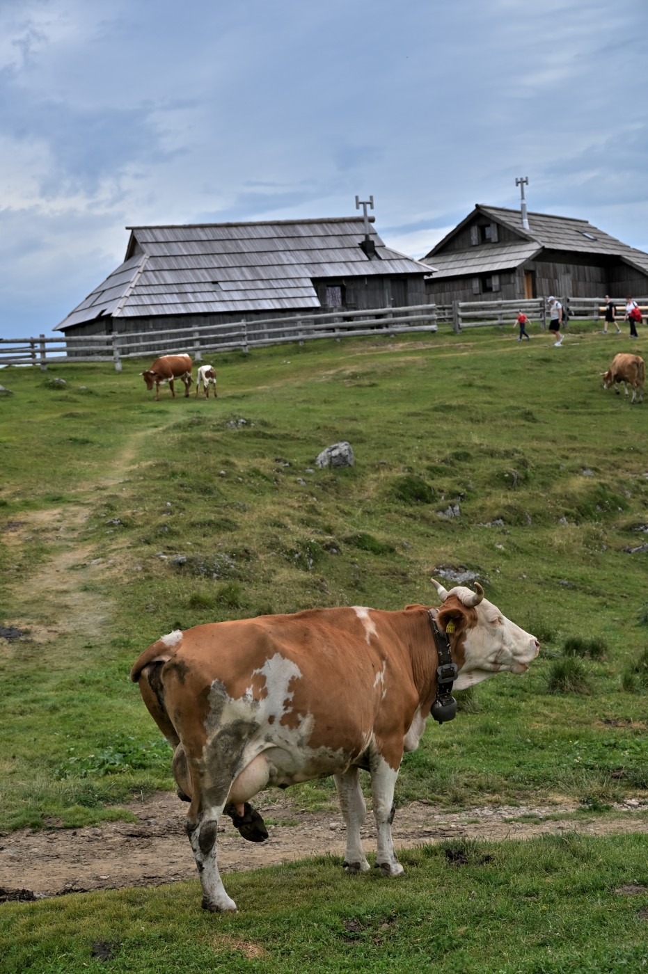 DSC_0684_00446.jpg