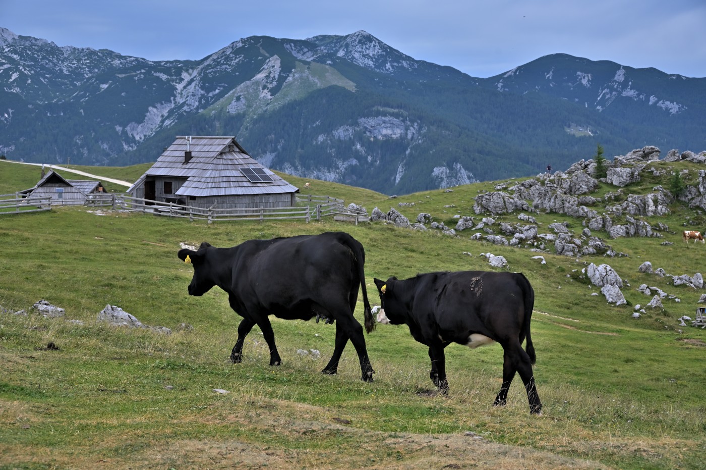DSC_0696_00457.jpg