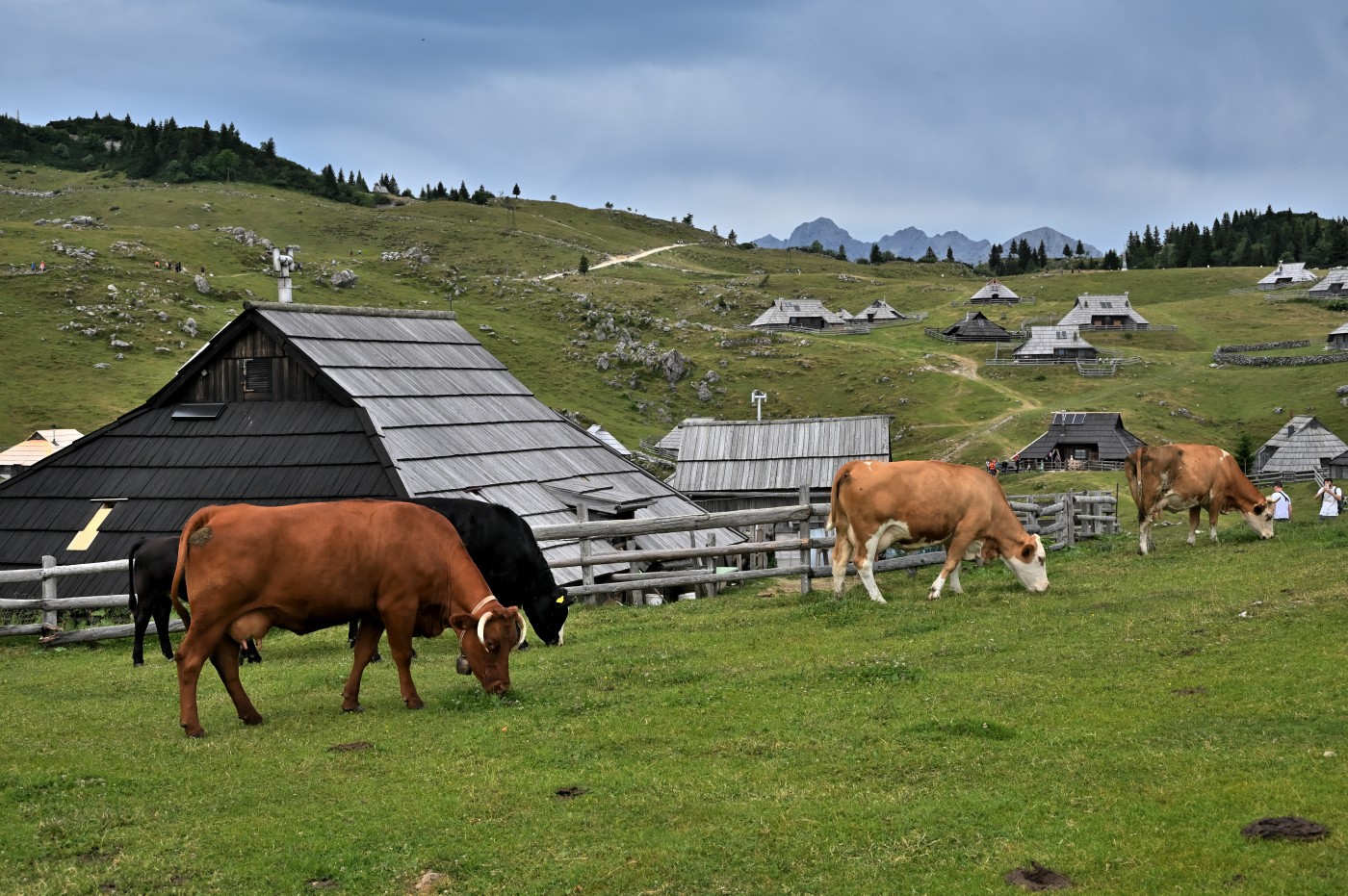 DSC_0703_00464.jpg