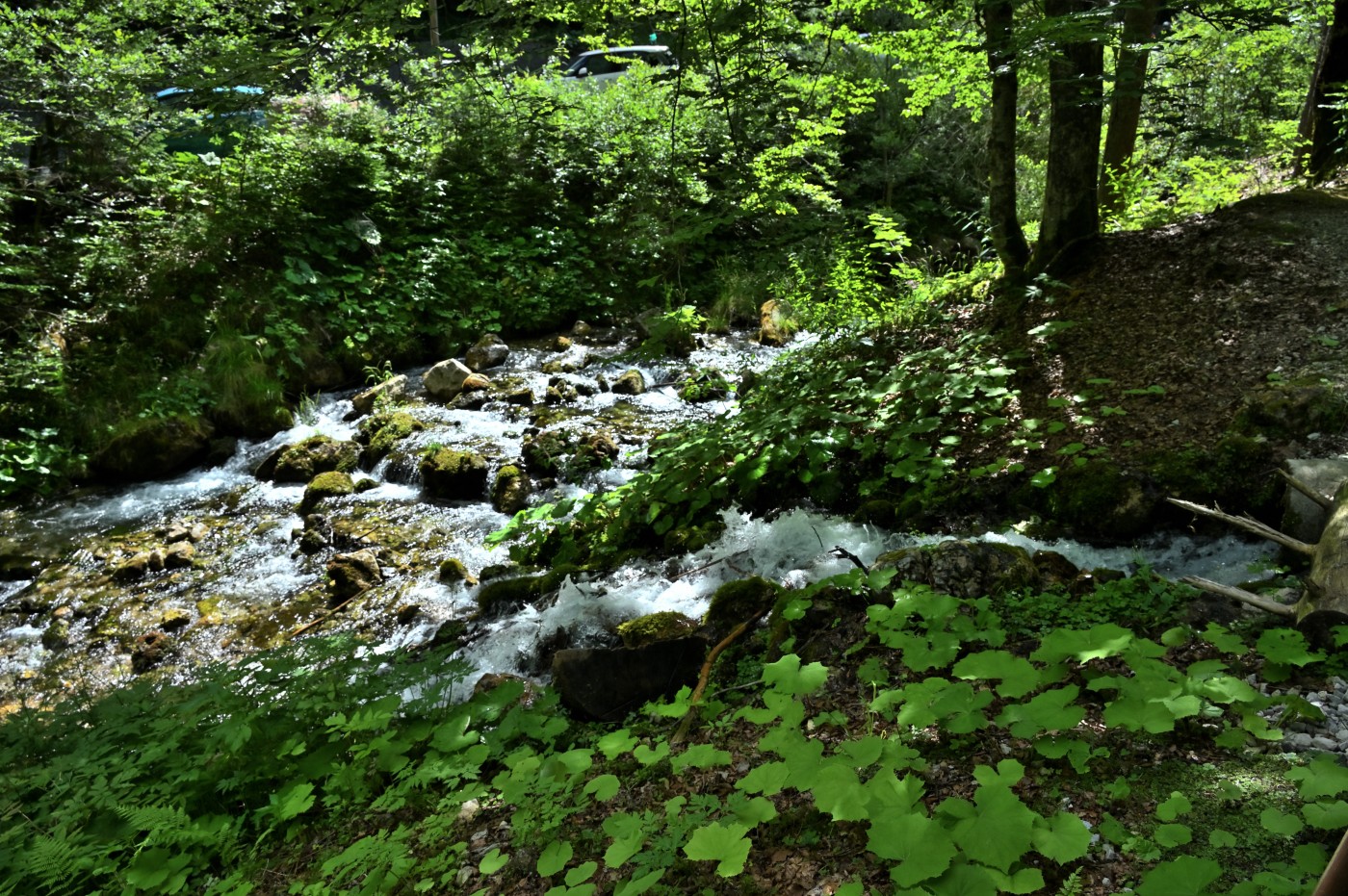 DSC_0780_00541.jpg