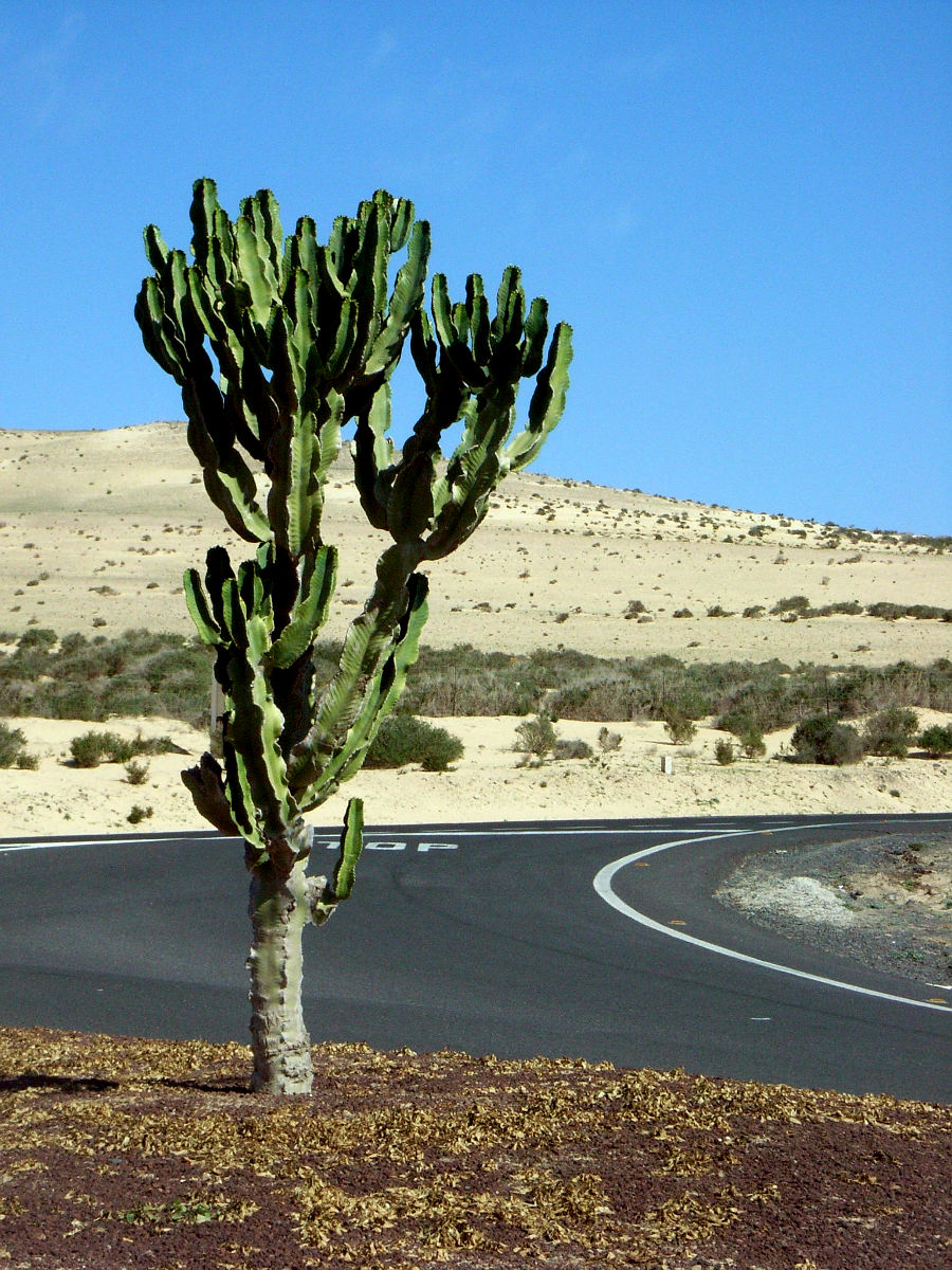 P25G0905.JPG