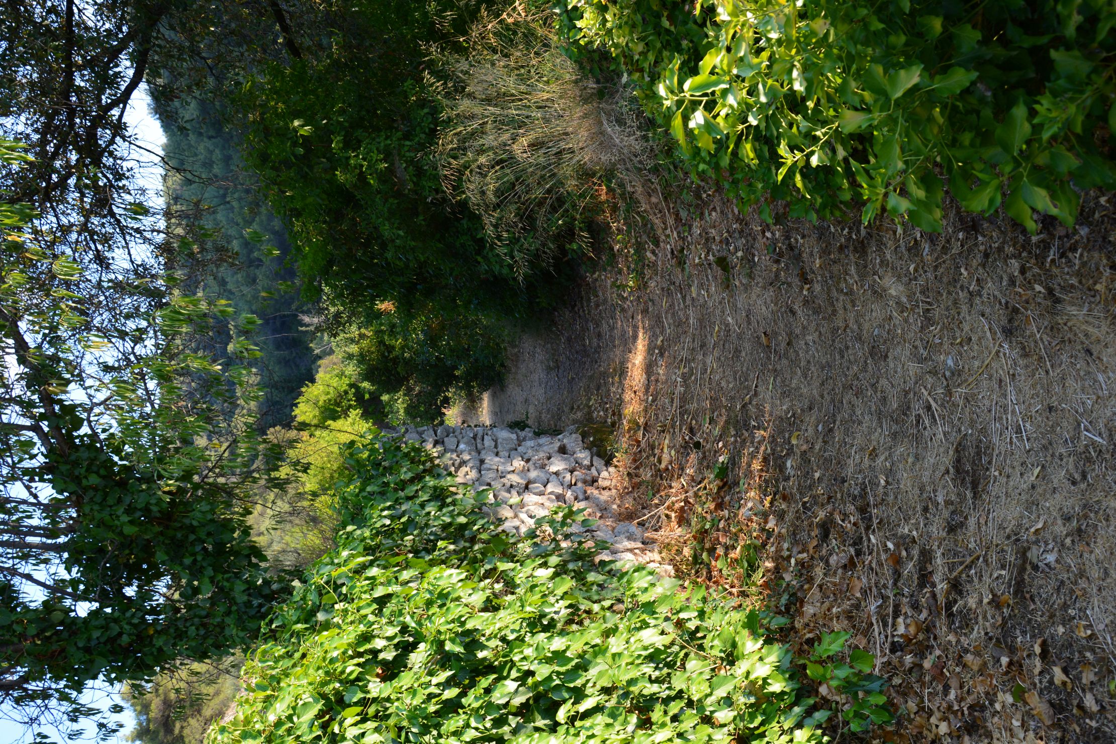 DSC_6236.JPG