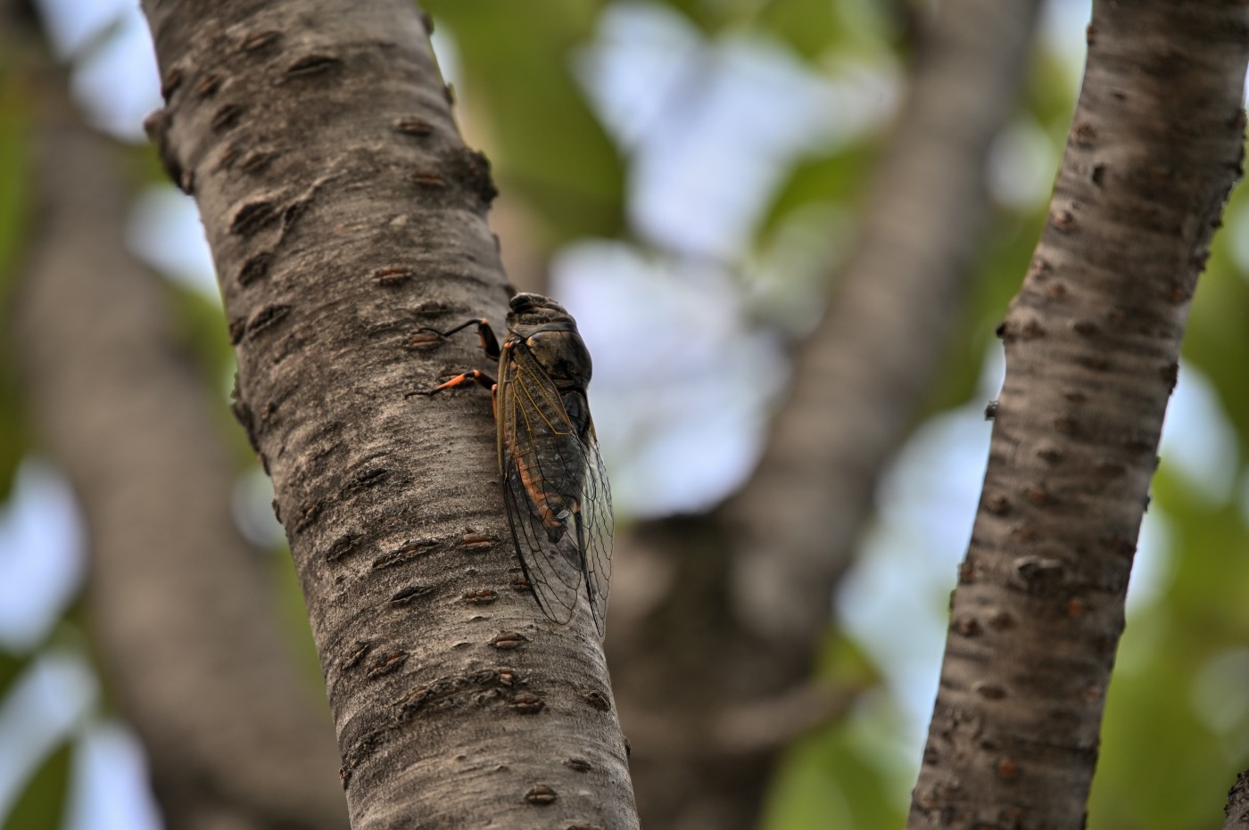 DSC_1244_00336.jpg
