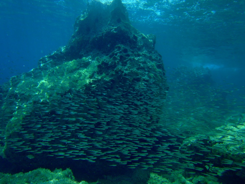 ławice rybek / P7210254.JPG P7210254.JPG