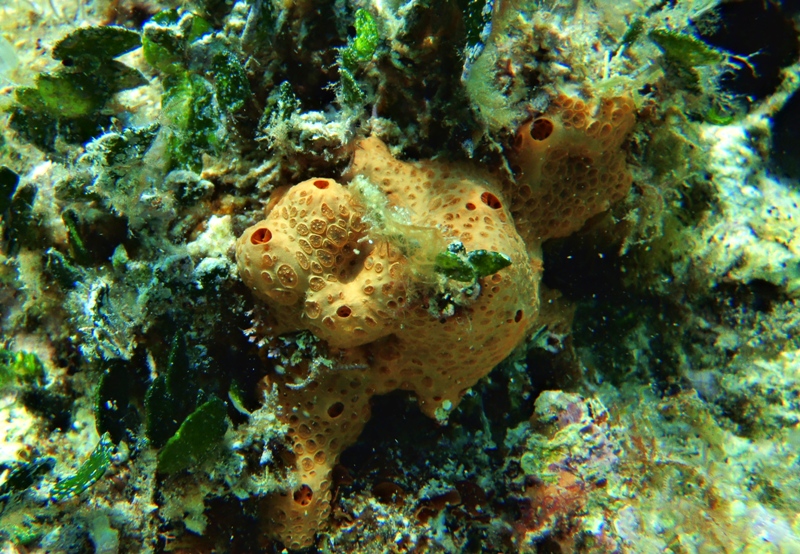 gąbka / P7210265.JPG P7210265.JPG