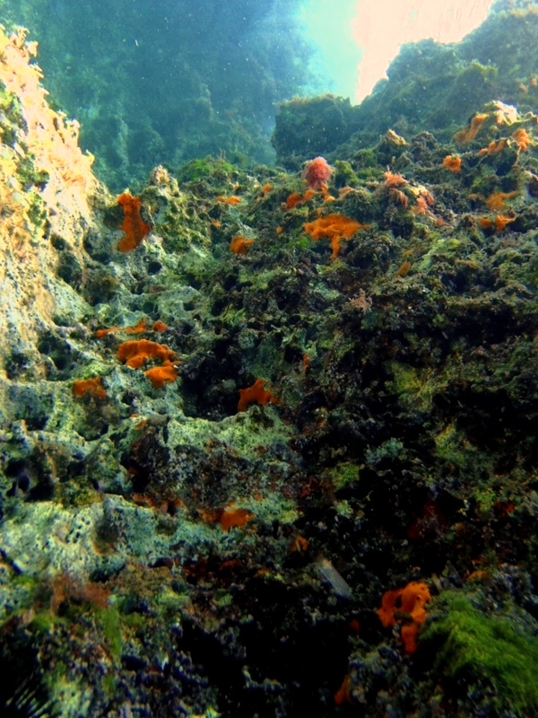 morskie skały pod klifem / P7210264.JPG P7210264.JPG