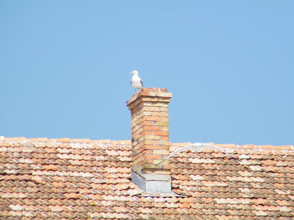 Chorwacja VII 2010 659.jpg