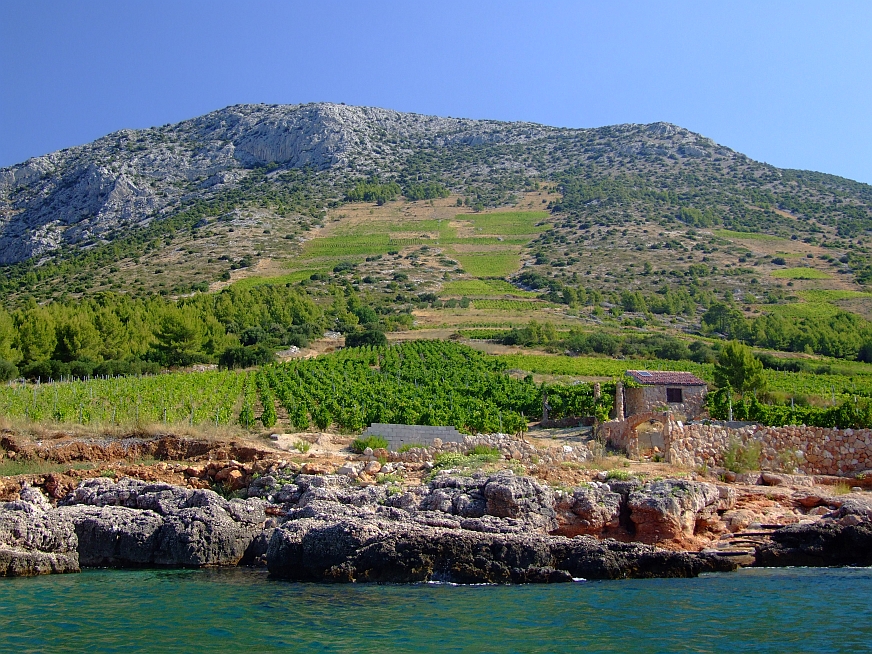 winnice przed Zvalś.jpg