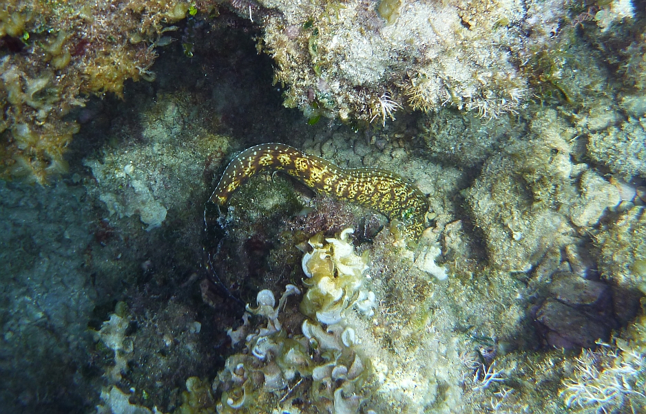 piękna murena cętkowana na dnie.jpg