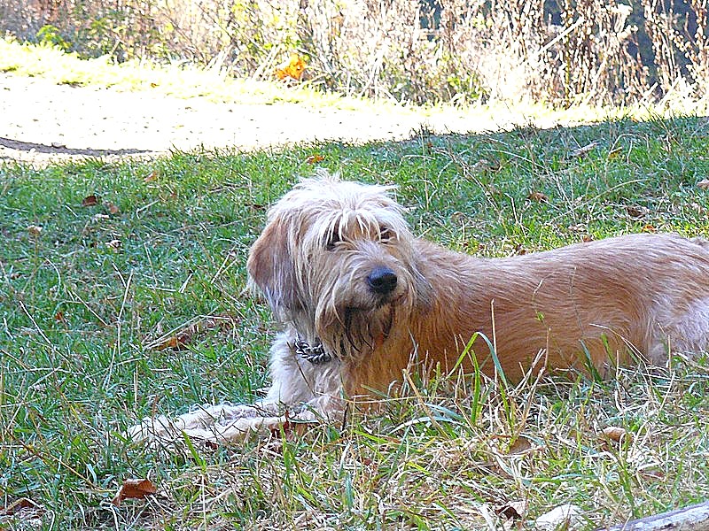 Pies(kowa) w trawie.JPG