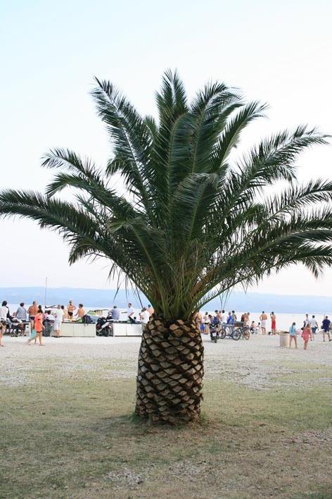 IMG_2308 (Copy) (Copy).JPG