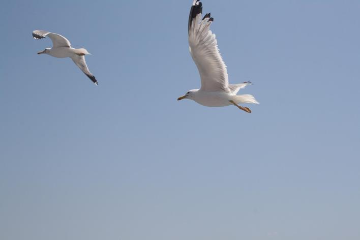 IMG_2163 (Copy) (Copy).JPG