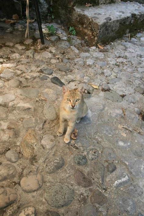 IMG_2395 (Copy) (Copy).JPG