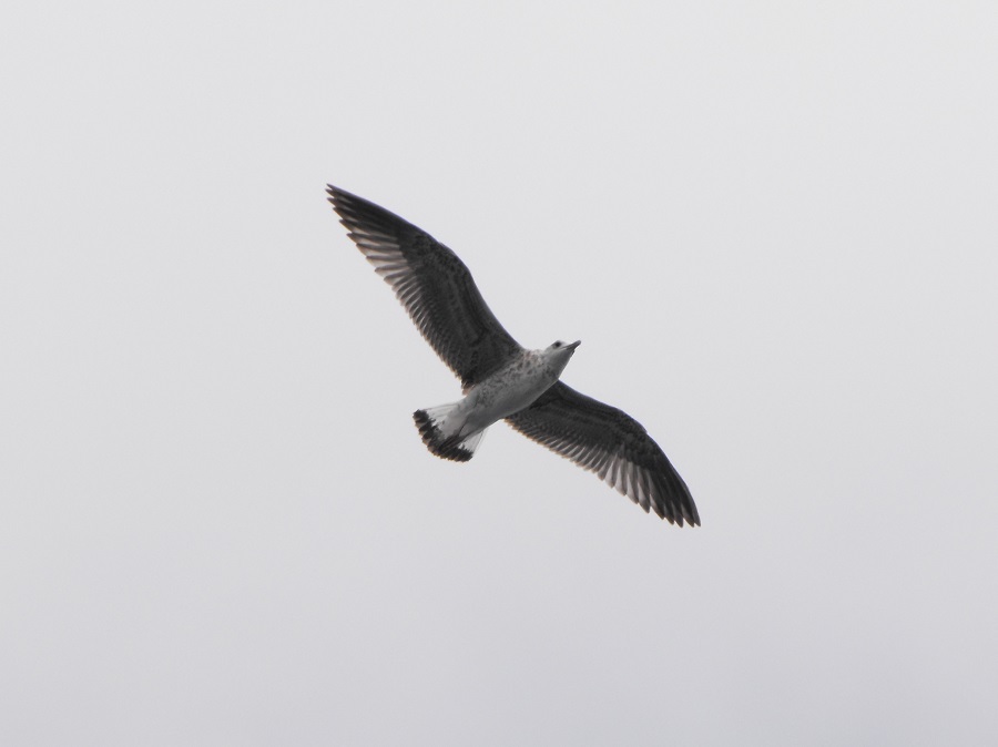 Obiadek / 15.JPG 15.JPG