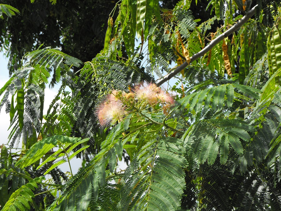 Hvar / 23.JPG 23.JPG