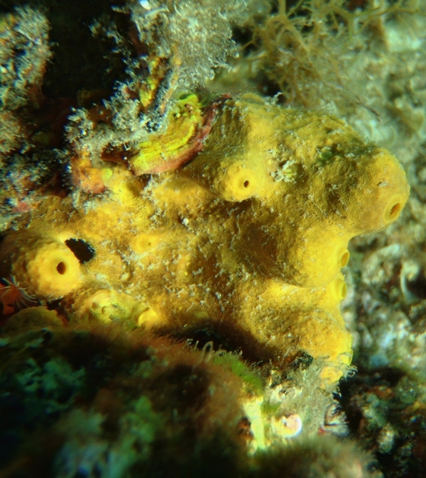 gąbkowe dziwadło / dziwna gabka1.JPG dziwna gabka1.JPG