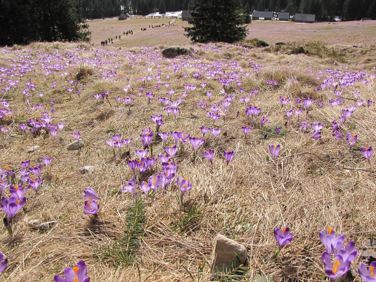 IMG_5489 — kopia.JPG