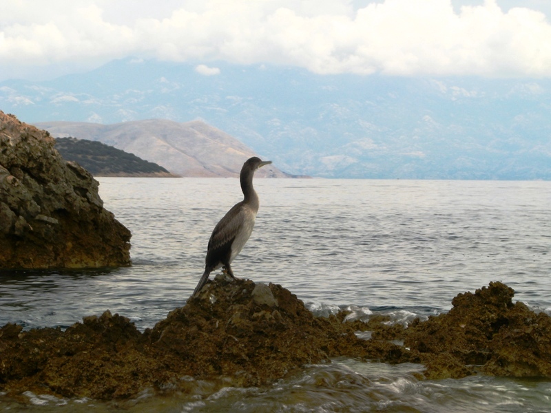 kormoran / IMG_5130.jpg IMG_5130.jpg
