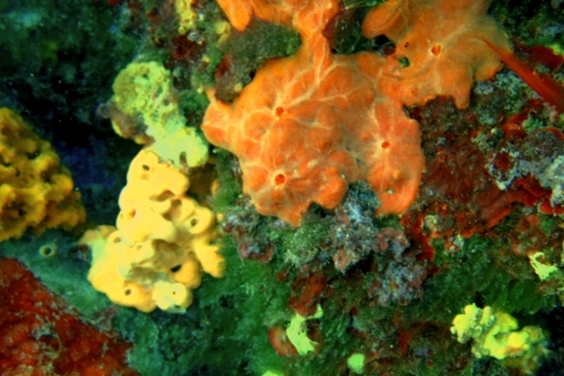 gąbki / P7250332.JPG P7250332.JPG