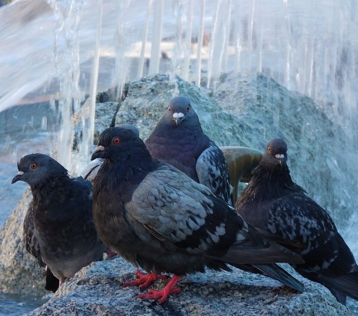 DSCF golebie w fontannie2.jpg