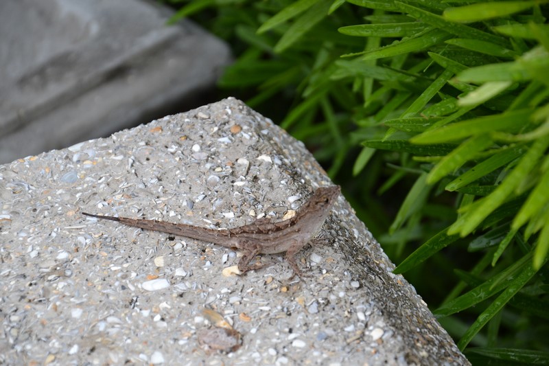 DSC_0939 (Kopiowanie).JPG