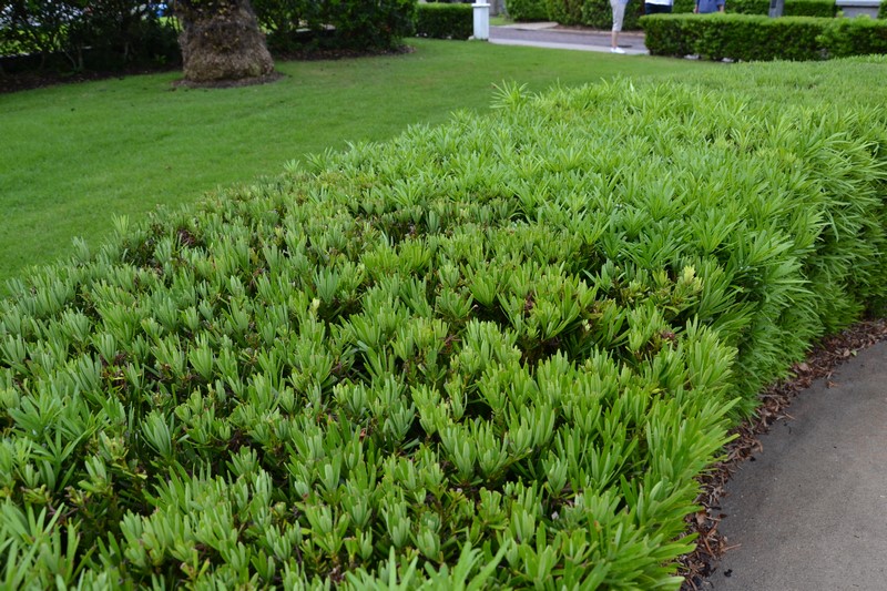 DSC_0910 (Kopiowanie).JPG