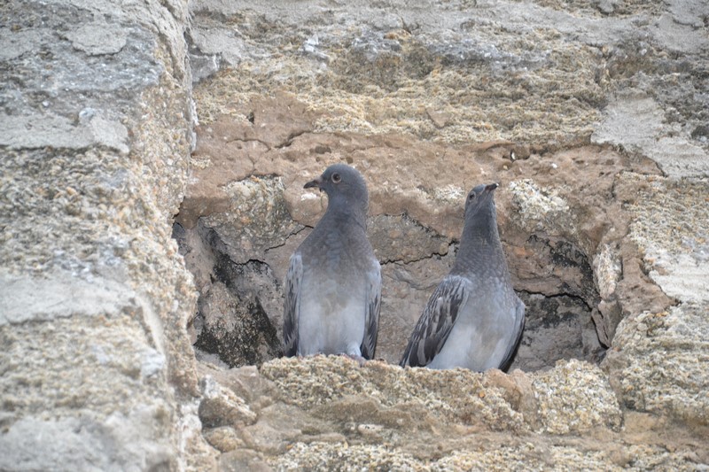 DSC_0054 (Kopiowanie).JPG