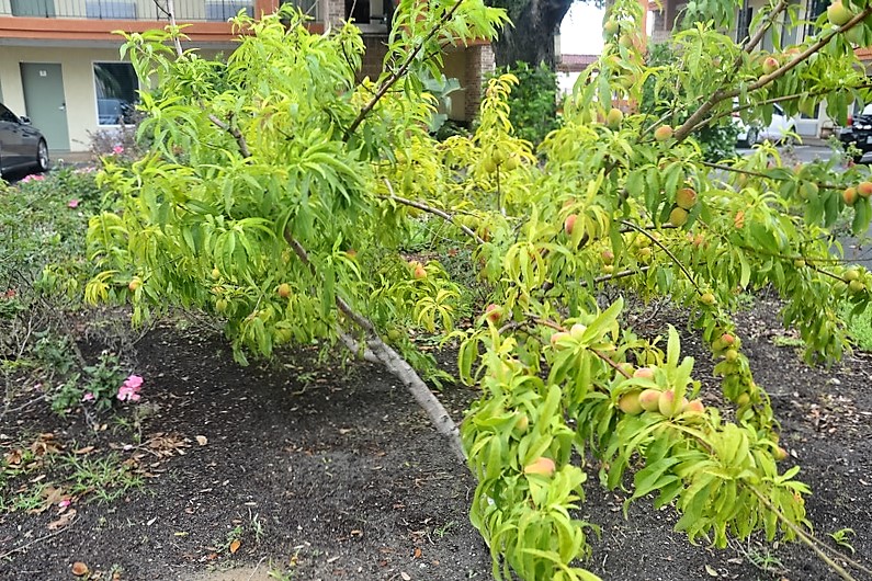 DSC_0081 (Kopiowanie).JPG