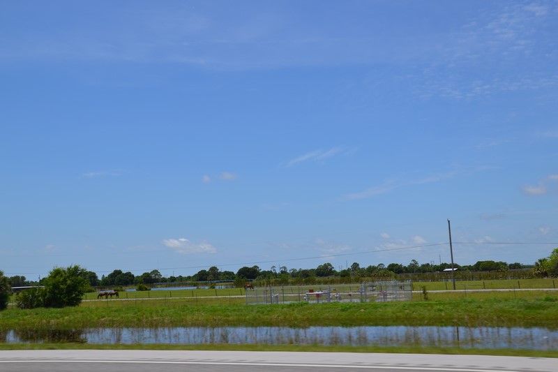 DSC_0229 (Kopiowanie).JPG