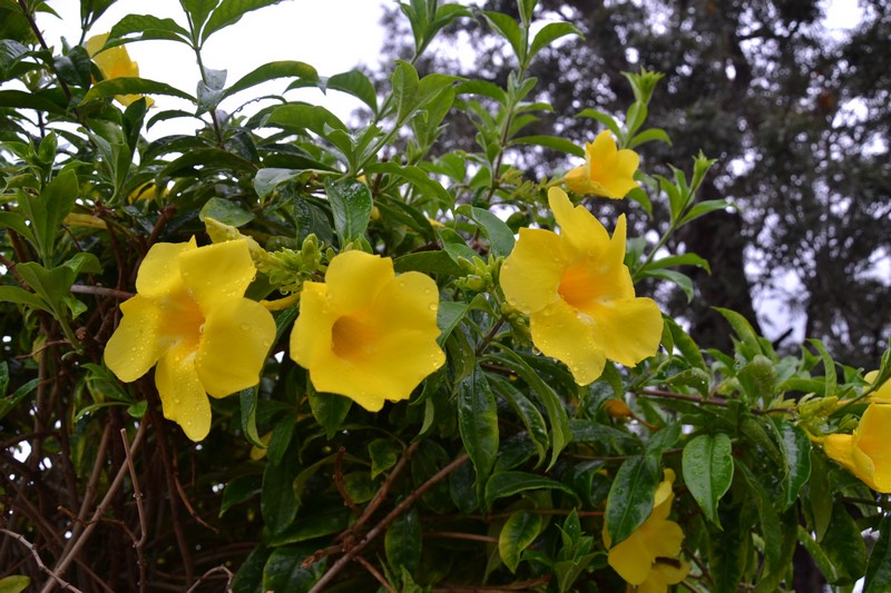 DSC_0326 (Kopiowanie).JPG