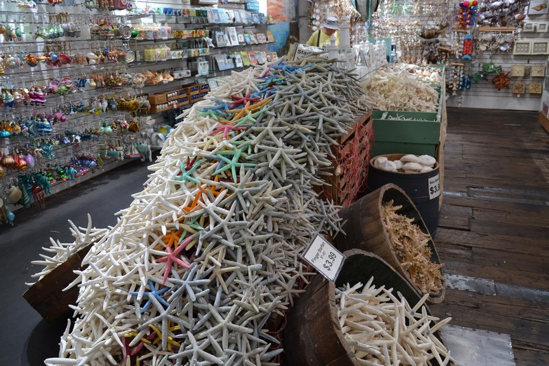 DSC_0581 (Kopiowanie).JPG