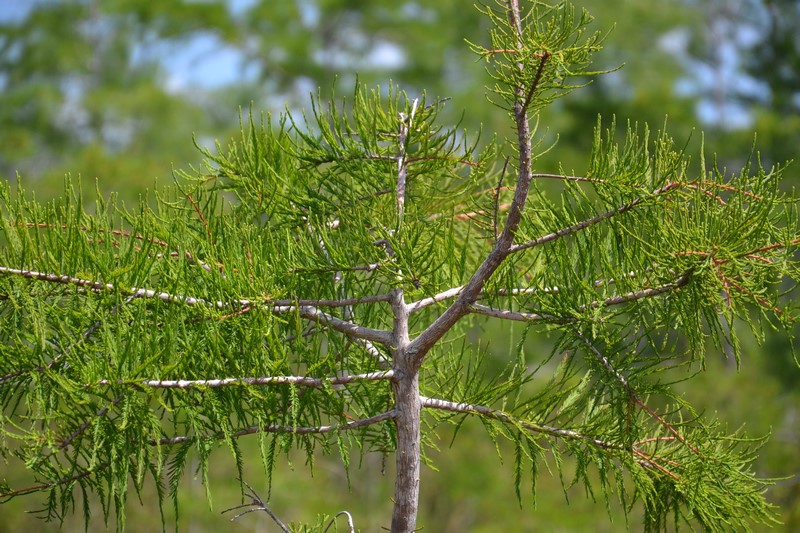 DSC_0146 (Kopiowanie).JPG