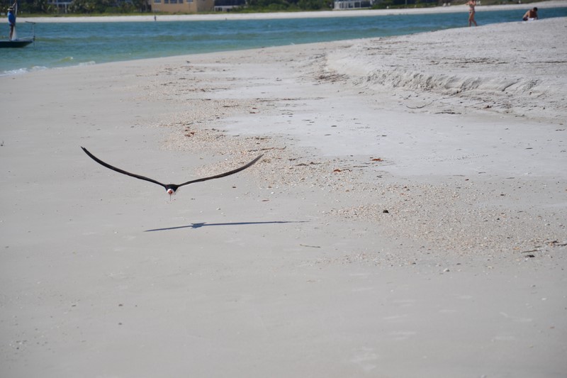 DSC_0776 (Kopiowanie).JPG