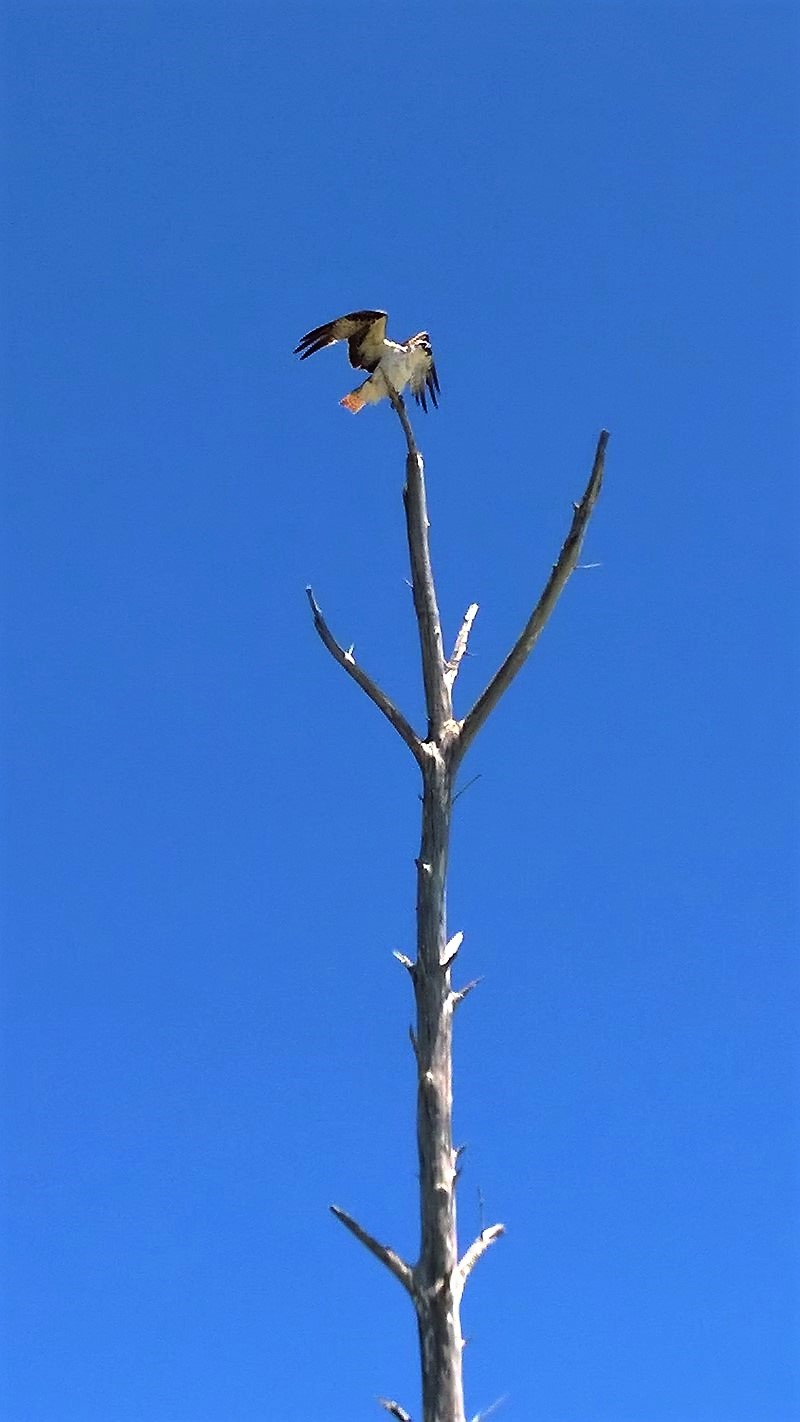 DSC_0037g (Kopiowanie).jpg