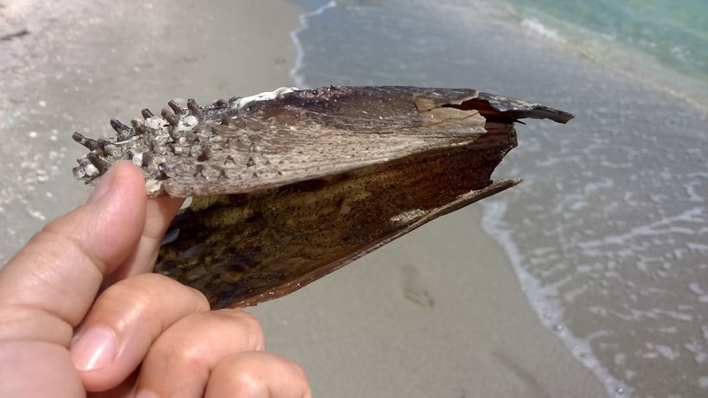 DSC_0038g (Kopiowanie).jpg