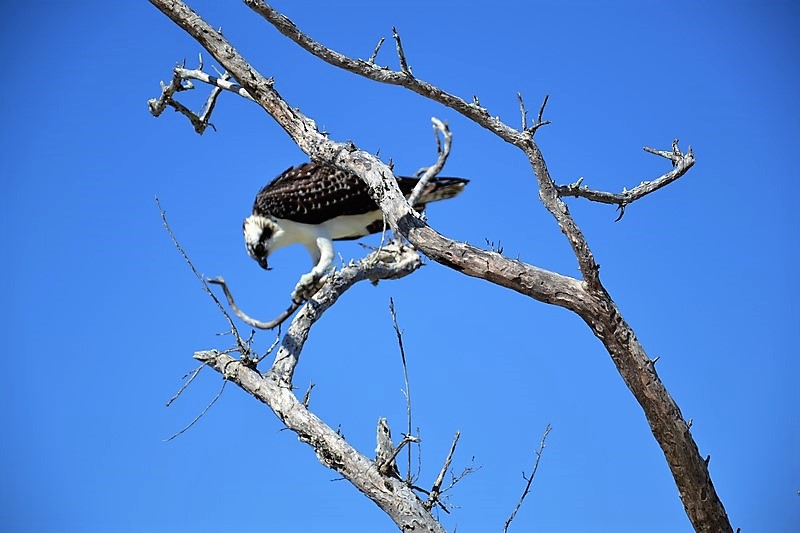 DSC_0054 (Kopiowanie).JPG