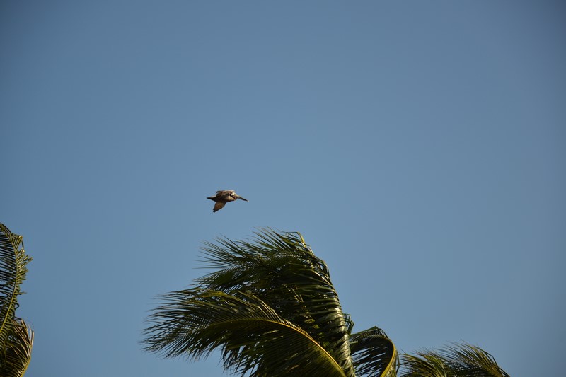 DSC_0019 (Kopiowanie).JPG