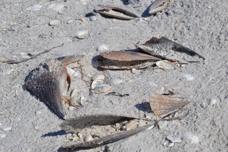 DSC_0093 (Kopiowanie).JPG