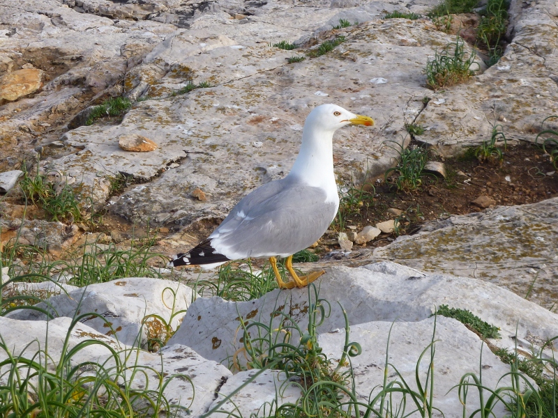 P1020160 (800x600).jpg