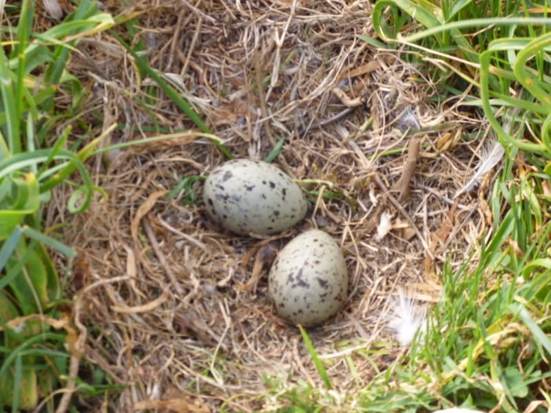 P1020159 (800x600).jpg