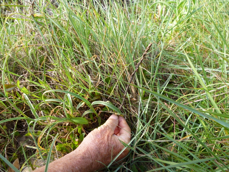 P1020157 (800x600).jpg