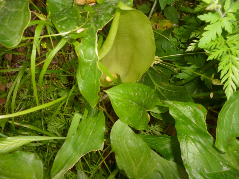 P1020179 (800x600).jpg