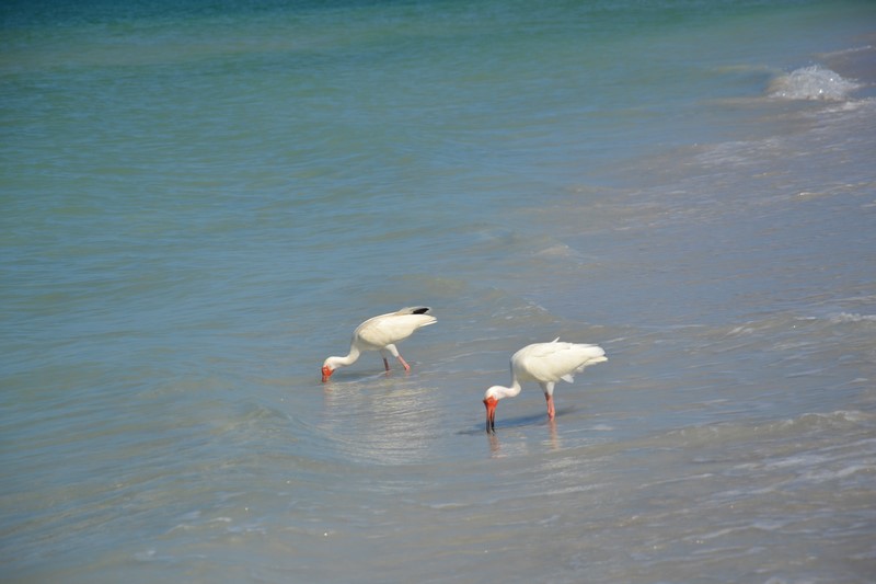 DSC_0079 (Kopiowanie).JPG