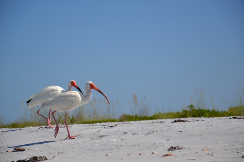 DSC_0087 (Kopiowanie).JPG