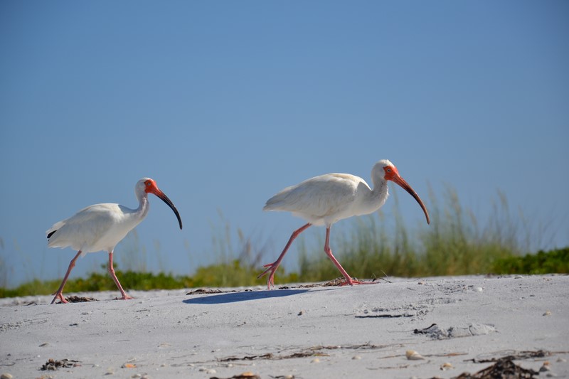 DSC_0089 (Kopiowanie).JPG