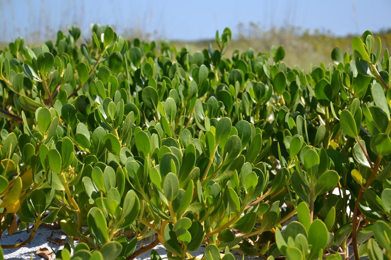 DSC_0108 (Kopiowanie).JPG