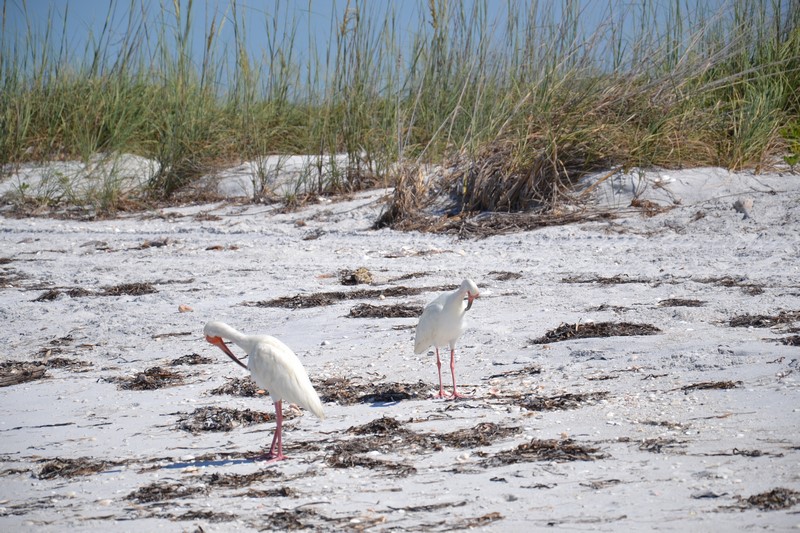 DSC_0120 (Kopiowanie).JPG